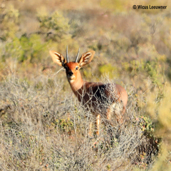 Raphicerus campestris campestris