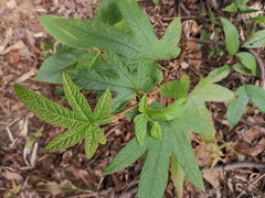 Rubus reflexus lanceolobus