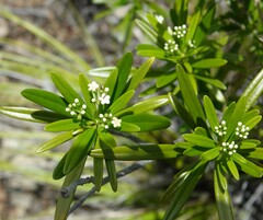 Rauvolfia semperflorens