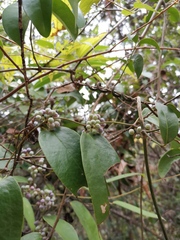 Smilax glabra