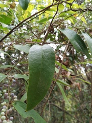 Smilax glabra