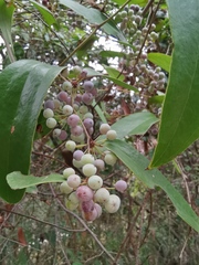 Smilax glabra