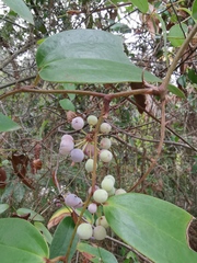 Smilax glabra