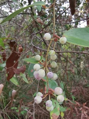 Smilax glabra