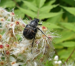 Trichiotinus assimilis