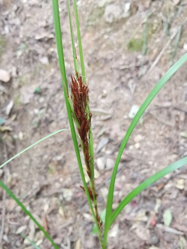 Gahnia tristis iNat (1)