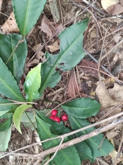 Ardisia crenata
