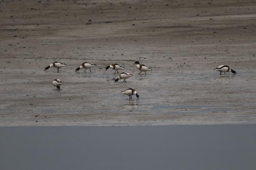 Common Shelduck
