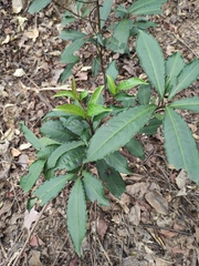 Ardisia crenata