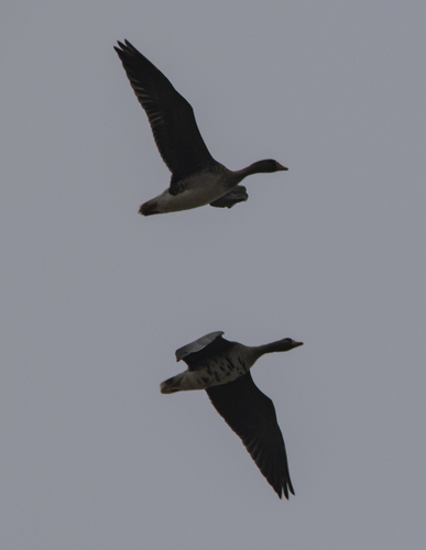 Greater White-fronted Goose