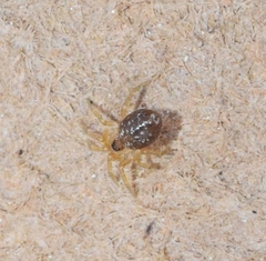 Oecobius navus