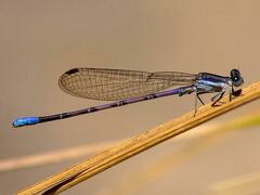 Argia hinei
