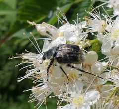 Trichiotinus assimilis