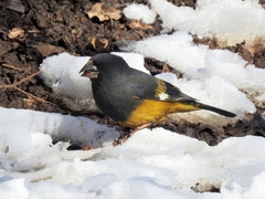 Mycerobas carnipes