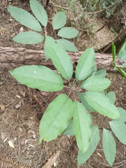 Heptapleurum heptaphyllum