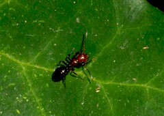 Camponotus lateralis