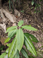 Lindera megaphylla