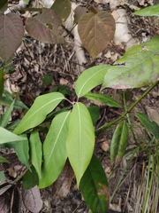Lindera megaphylla
