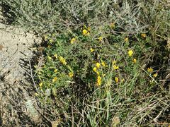 Argyrolobium pachyphyllum