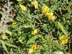 Argyrolobium pachyphyllum