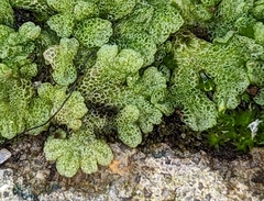 Riccia cavernosa