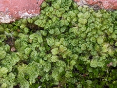 Riccia cavernosa