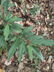 Ardisia quinquegona