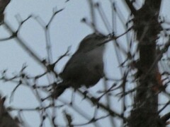 Thryomanes bewickii