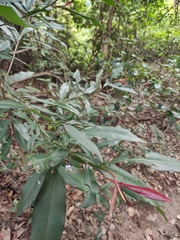 Ardisia quinquegona