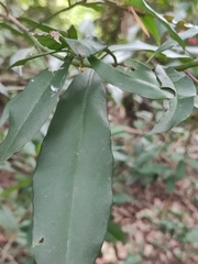 Ardisia quinquegona
