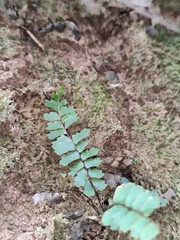 Adiantum malesianum