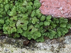 Riccia cavernosa
