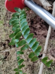 Adiantum malesianum