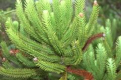 Callitris pancheri