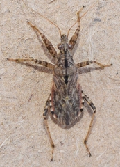 Nabis occidentalis