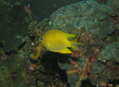 Amblyglyphidodon aureus