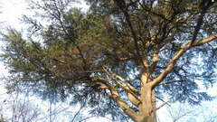 Cedrus libani