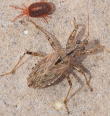 Nabis occidentalis