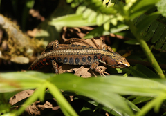 Pholidobolus vertebralis