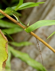 Anolis ventrimaculatus