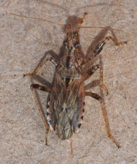 Nabis occidentalis