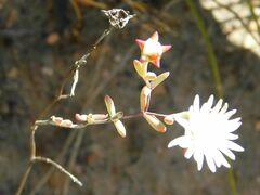 Lampranthus falcatus