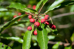 Photinia niitakayamensis