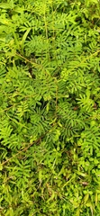 Mimosa diplotricha