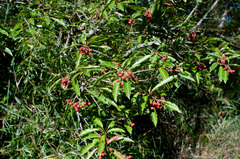 Photinia niitakayamensis