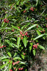 Photinia niitakayamensis