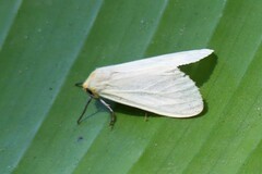 Pareuchaetes pseudoinsulata