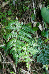 Dryopteris reflexosquamata