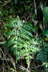Dryopteris reflexosquamata