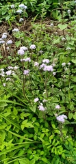 Ageratum houstonianum